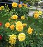 South Africa Sunbelt rose photo