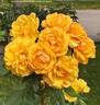 South Africa Sunbelt rose photo