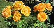 South Africa Sunbelt rose photo