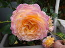 Gorgeous™ rose photo