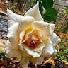 Chou Chou rose photo