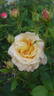 Better Times rose photo