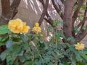 Off-Load rose photo