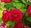 Oso Easy Double Red rose photo