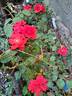 La Sevillana ® rose photo