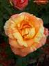 Rainbow Niagara rose photo