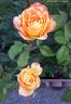 Rainbow Niagara rose photo