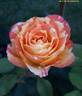 Rainbow Niagara rose photo