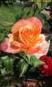 Rainbow Niagara rose photo