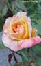 Rainbow Niagara rose photo