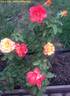 Rainbow Niagara rose photo