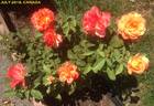 Rainbow Niagara rose photo