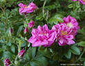 Anna Greta rose photo
