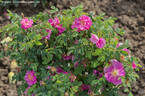 Anne Marie's Choice rose photo