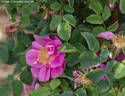 Anne Marie's Choice rose photo