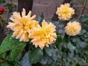 Off-Load rose photo