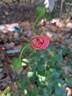 Roses en Baie rose photo