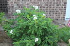 <i>Rosa rugosa</i> 'Alba' rose photo