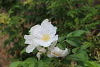 <i>Rosa rugosa</i> 'Alba' rose photo