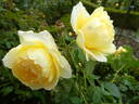 Jean Robie rose photo