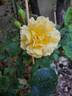 Off-Load rose photo