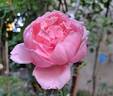 Brother Cadfael rose photo