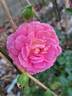 Roses en Baie rose photo