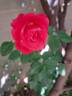 Traviata ™ rose photo