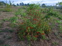 R. eglanteria rose photo