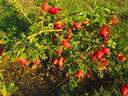 R. eglanteria rose photo