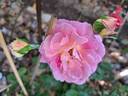 Roses en Baie rose photo