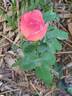Panthère Rose ® rose photo