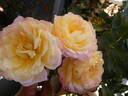 Gorgeous™ rose photo