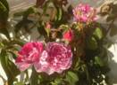 Emilia Castelli rose photo