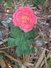 Panthère Rose ® rose photo