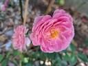 Roses en Baie rose photo