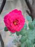 Traviata ™ rose photo