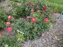 13-2 rose photo