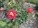 13-2 rose photo
