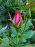 Nicole ® rose photo