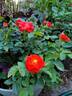 Autumn Sunblaze rose photo