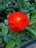 Autumn Sunblaze rose photo