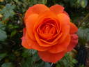 For You With Love rose photo