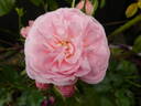 Bailando rose photo