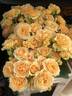 Spotlight rose photo