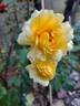 Off-Load rose photo