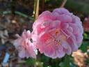Roses en Baie rose photo
