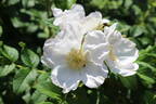 <i>Rosa rugosa</i> 'Alba' rose photo