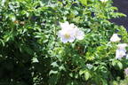 <i>Rosa rugosa</i> 'Alba' rose photo
