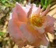 Panthère Rose ® rose photo